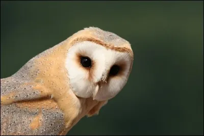 Quel animal de compagnie choisirais-tu ?