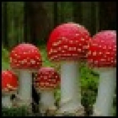 "A quelle saison trouve-t-on le plus de champignons ?" : Je ne vous demande pas la r&eacute;ponse &agrave; cette question, mais pourquoi je vous la pose ! Alors ?