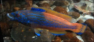 Ichtyologie > La vieille est un poisson de la famille des labrid&eacute;s (d'o&ugrave; son autre nom de "labre"). Il en existe, en France m&eacute;tropolitaine, deux autres vari&eacute;t&eacute;s : "la petite vieille", et je vous demande le nom de l'autre !