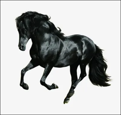 Je suis cet animal :