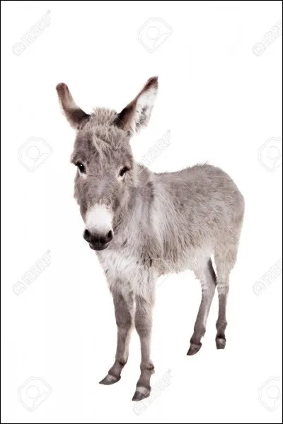 Je suis cet animal :