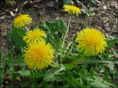 Délicieux en salade, avant que les fleurs ne poussent !