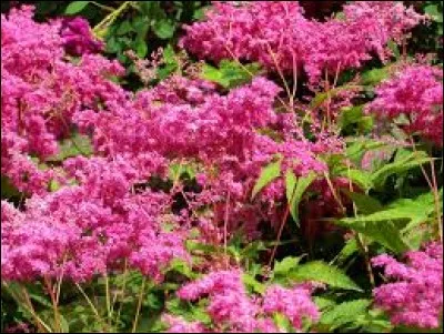 Son surnom est royal, retrouvez-le !