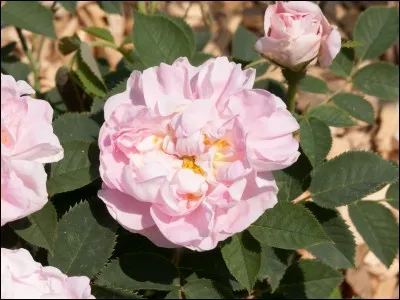 Pour la dernière, ne laissez pas l'émotion prendre le dessus !