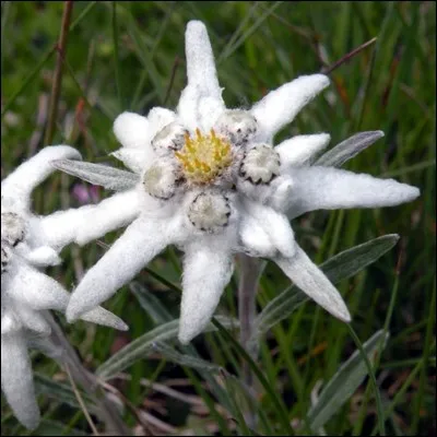 L'appellation est plutôt du genre rugissante !