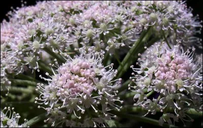 Elle devrait vous rappeler une célèbre marquise des anges, alors que le Saint-Esprit vous guide !