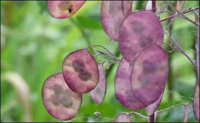 Tiens, puisqu'on est chez les anges, voici la devise en cours !