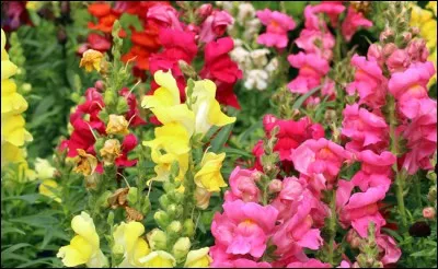 Ce nom est synonyme de celui d'un rustre !