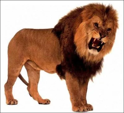 Est-ce que cet animal est le roi des animaux ?