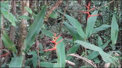 Antilope d'Asie, à cornes courtes !