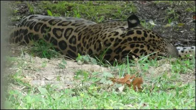 Petit pain d'épice rond, fourré de confiture, de marmelade d'orange et de miel, ou variété de mésange !