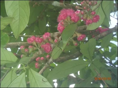 Oiseau coureur d'Amérique du Sud !