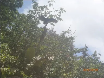 Remède considéré comme magique dans l'antiquité, utilisé pour lutter contre la tristesse !