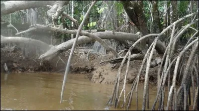 Plante à fleurs bleues, plus connue sous le nom de "cheveux-de-Vénus" !