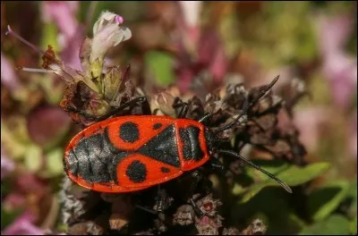 Par quel adjectif désigne-t-on les insectes ou les statues de certaines divinités, privés d'ailes ?