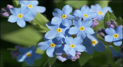 Quelle est cette plante à petites fleurs bleues, également appelée "oreille-de-souris" ou "ne m'oubliez pas" ?