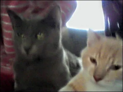 Quelle est la couleur la plus rare pour un chat ?