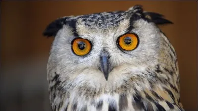 Qui est la chouette de Harry Potter ?