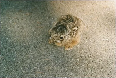 Un lièvre de moins de six mois porte le nom de...