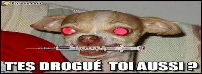 Forêt de Darney, "lynx", Stanislas, A31.