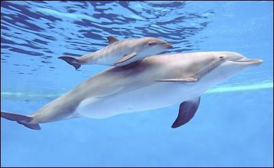 Quelle est la durée de gestation chez le dauphin ?