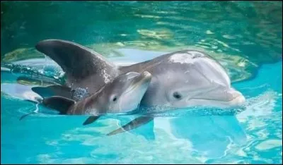 Quel est, en kg, le poids moyen d'un bébé dauphin ?