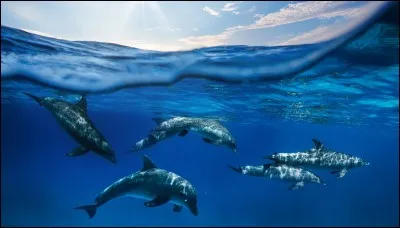 De quoi se nourrit le dauphin ?