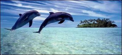 Quelle est la durée de vie moyenne d'un dauphin ?