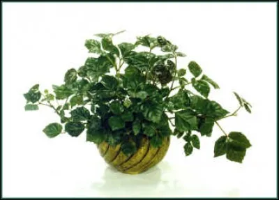 Quel est son nom latin ?