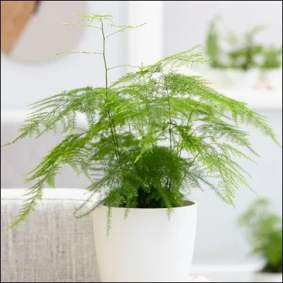 Quel est son nom latin ?