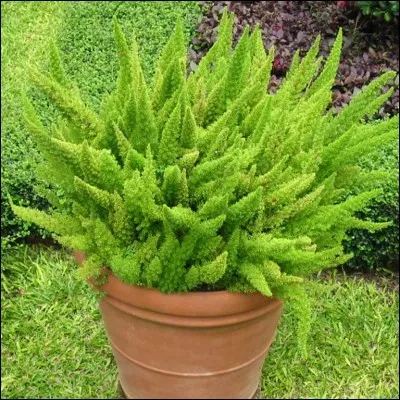 Quel est son nom latin ?