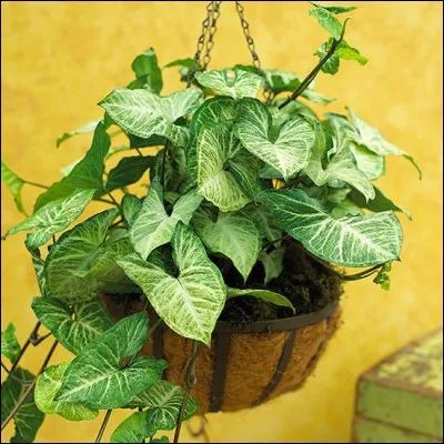 Quel est son nom français ?