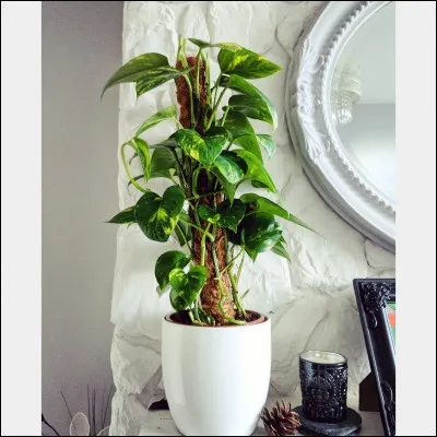 Quel est son nom français ?