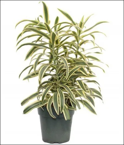 Quel est son nom français ?