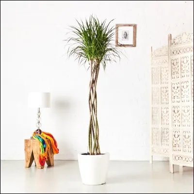 Quel est son nom français ?