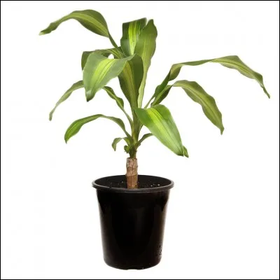 Quel est son nom français ?