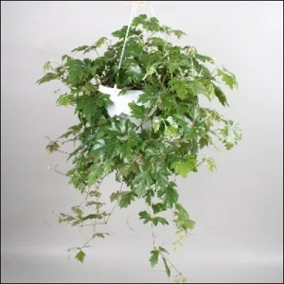 Quel est son nom français ?