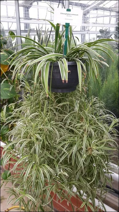 Quel est son nom français ?