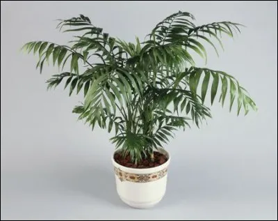 Quel est son nom français ?