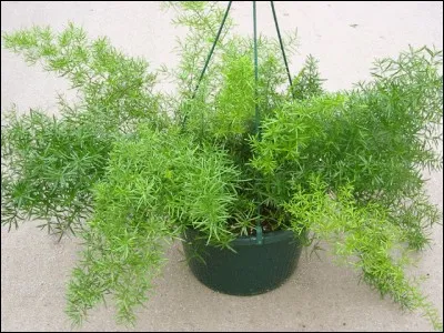 Quel est son nom français ?