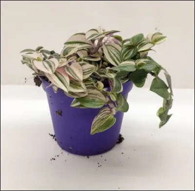 Quel est son nom latin ?