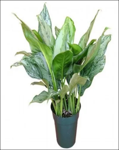 Quel est son nom français ?