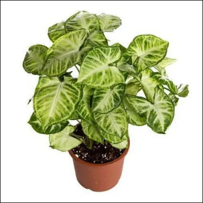 Quel est son nom latin ?