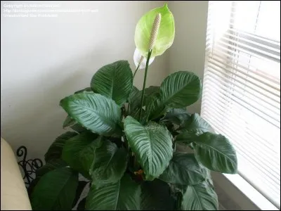 Quel est son nom latin ?