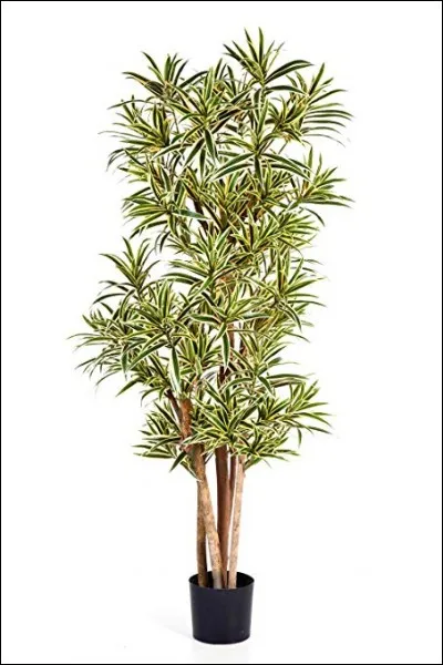 Quel est son nom latin ?