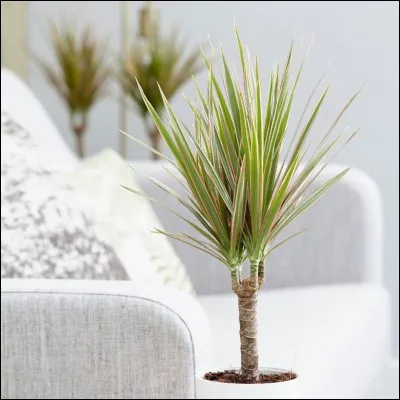 Quel est son nom latin ?