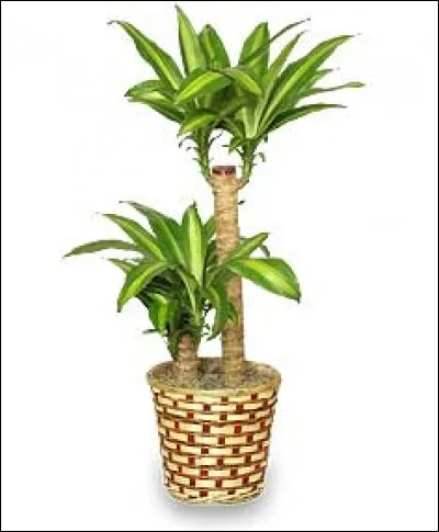 Quel est son nom latin ?