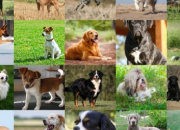 Test Quelle race de chien es-tu ?