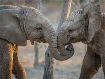 Quel animal pr&eacute;f&egrave;res-tu ?