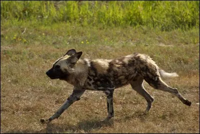 Ce canidé sauvage d'Afrique est surnommé ''loup peint''. Quel est son nom ?